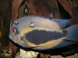 Uaru amphiacanthoides3